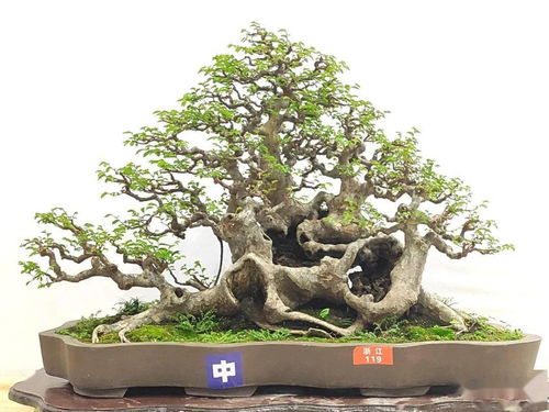 先睹為快 100張高清大圖帶你走進2021全國精品盆景展現場